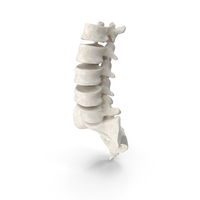 Human Lumbar and Sacrum Vertebrae L1 to S5 Bones White PNG & PSD Images