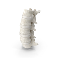 Human Lumbar Vertebrae L1 to L5 Bones With Intervertebral Disks White PNG & PSD Images