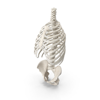 Human Rib Cage Spine and Female Pelvis Bones Anatomy White PNG & PSD Images