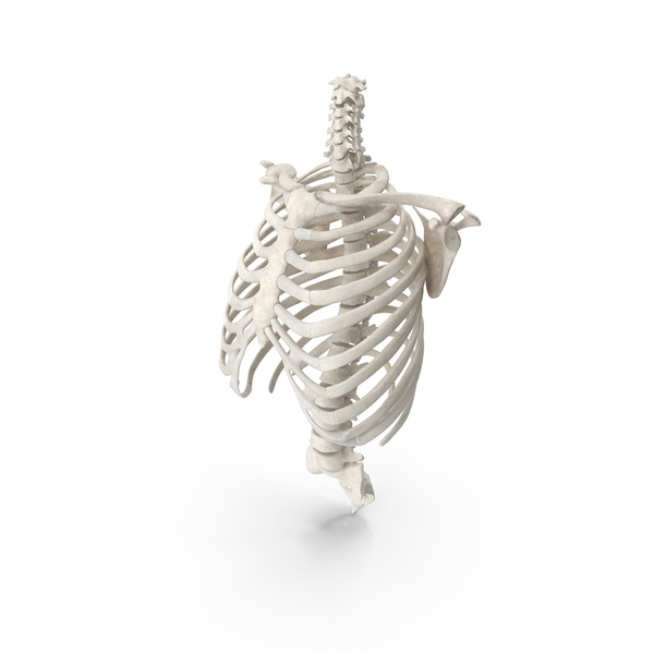 Human Rib Cage Spine Clavicle and Scapula Bones Anatomy PNG & PSD Images