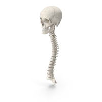 Human Spine Bones Female Skull and Jaw Anatomy White PNG & PSD Images