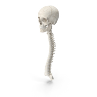 Human Spine Bones Female Skull and Jaw Anatomy With Intervertebral Disks White PNG & PSD Images