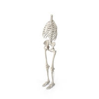Human Rib Cage Spine Female Pelvis and Leg Bones Anatomy With Intervertebral Disks White PNG & PSD Images