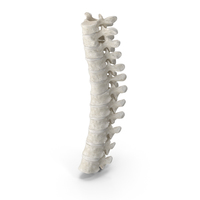 Human Thoracic Vertebrae TH1 to TH12 Bones With Intervertebral Disks White PNG & PSD Images