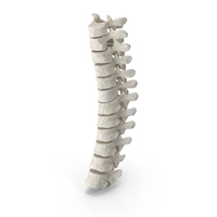 Human Thoracic Vertebrae TH1 to TH12 Bones White PNG & PSD Images