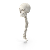 Human Spine Bones Male Skull and Jaw Anatomy White PNG & PSD Images