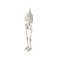 Human Rib Cage Spine Female Pelvis and Leg Bones Anatomy White PNG & PSD Images