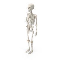 Human Woman Skeleton Bones Anatomy With Intervertebral Disks White PNG & PSD Images