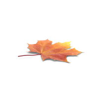 Autumn Maple Leaf PNG & PSD Images