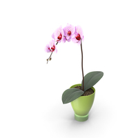 Flower Orchid Splash PNG & PSD Images