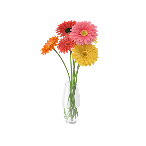 Flowers Gerbera PNG & PSD Images