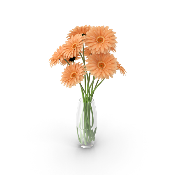 Flowers Gerbera PNG & PSD Images