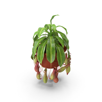 Tropical Pitcher Plant in Pot PNG & PSD Images