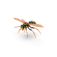 Paper Wasp PNG & PSD Images