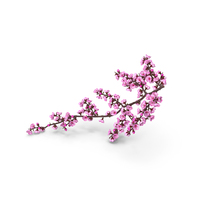 Sakura Branch with Flower Buds PNG & PSD Images