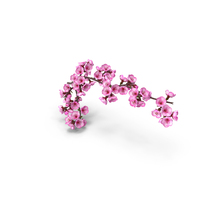 Sakura Tree Branch with Pink Flowers PNG & PSD Images