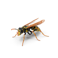 Paper Wasp Standing Pose PNG & PSD Images
