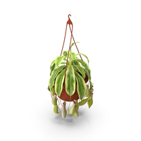 Pitcher Plant in Hanging Pot PNG & PSD Images