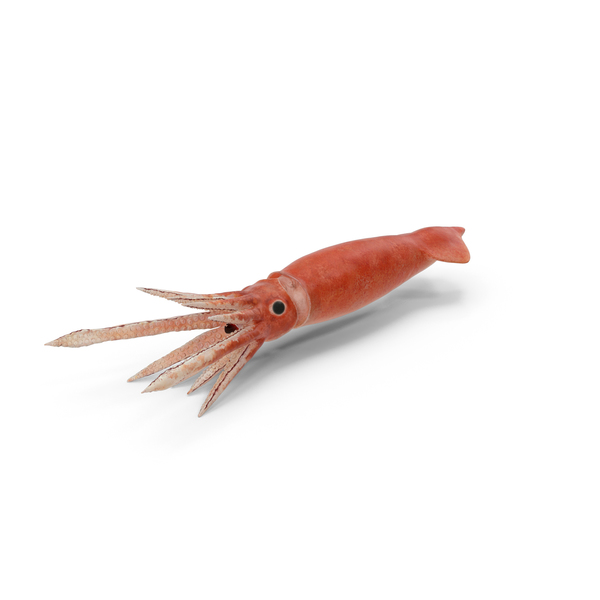 Arrow Squid Doryteuthis Plei PNG & PSD Images