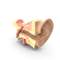 Ear Anatomy PNG & PSD Images