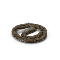 Brown Python Snake Curled Pose PNG & PSD Images