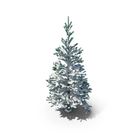 Snow Covered Conifer PNG & PSD Images