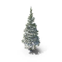 Conifer Covered in Snow PNG & PSD Images