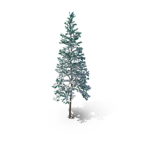 Conifer snow covered PNG & PSD Images