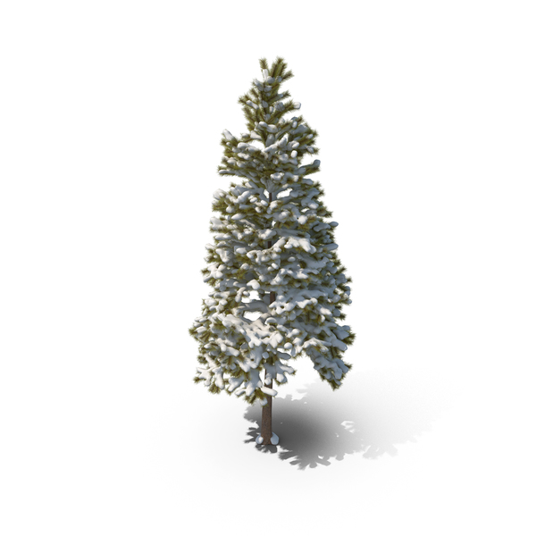 Conifer Covered in Snow PNG & PSD Images