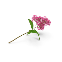 Blooming Spiraea Japonica Anthony Waterer Branch PNG & PSD Images