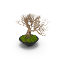 Bonsai Naked Tree in Pot Fur PNG & PSD Images