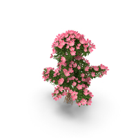 Bonsai Tree with Flowers PNG & PSD Images