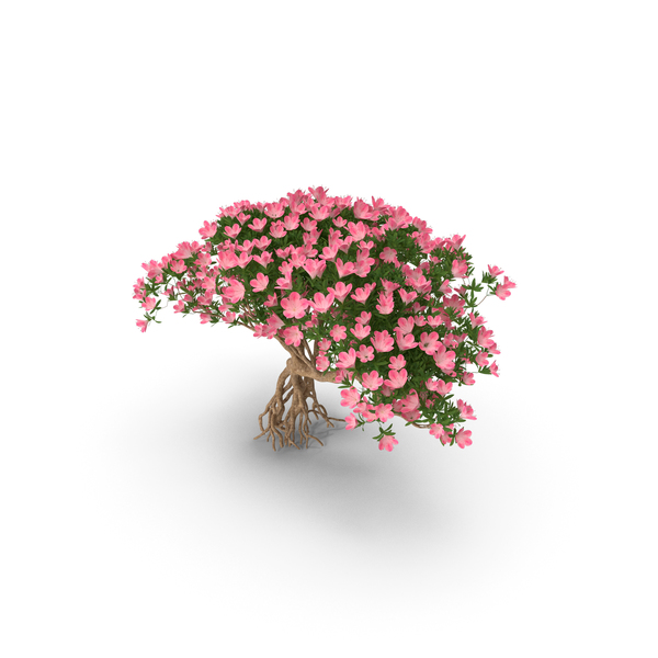 Miniature Bonsai Tree with Flowers PNG & PSD Images
