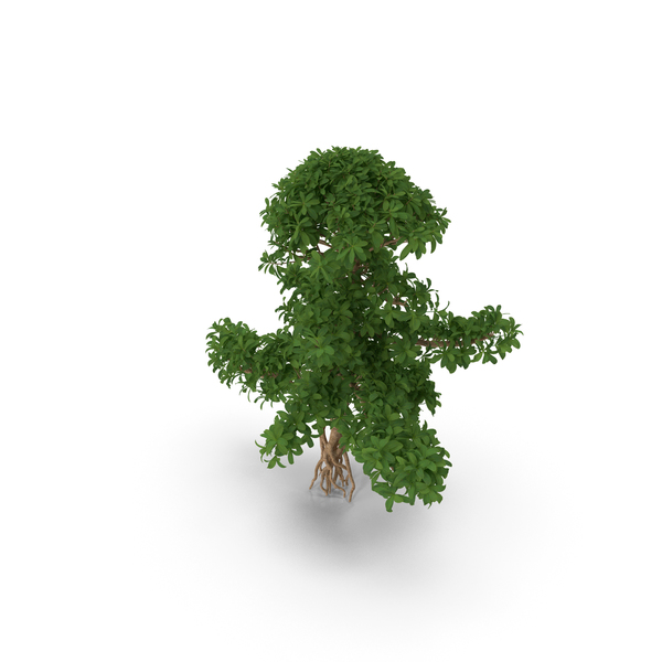 Small Bonsai Green Tree PNG & PSD Images