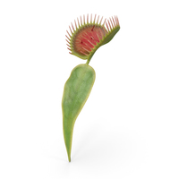Venus Flytrap Dionaea Muscipula Stem PNG & PSD Images