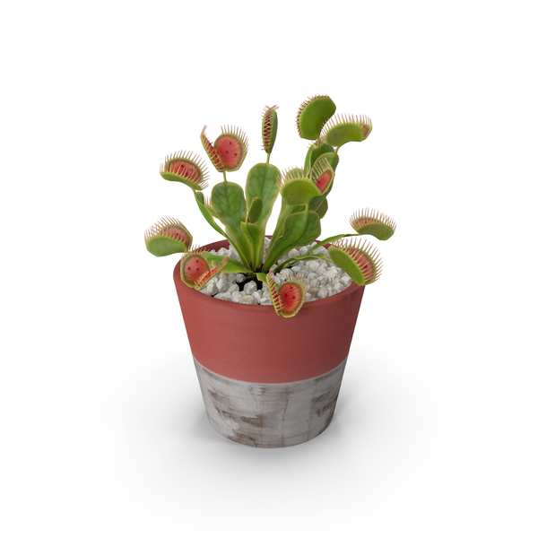Venus Flytrap in Plant Pot PNG & PSD Images