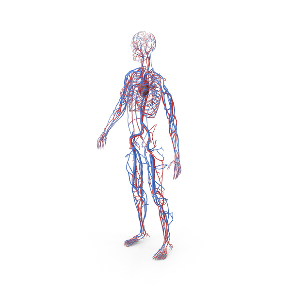 Female Cardiovascular System Anatomy PNG & PSD Images