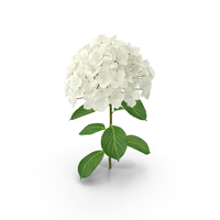 White Hydrangea Flower Branch PNG & PSD Images