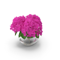 Hydrangea Macrophylla Pink Annabelle in Glass Vase PNG & PSD Images