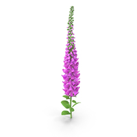 Pink Foxglove PNG & PSD Images