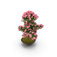 Small Bonsai Tree with Flowers in Pot PNG & PSD Images