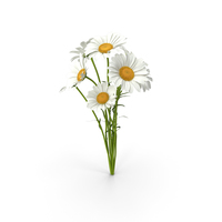 Bouquet of Chamomile Flowers PNG & PSD Images