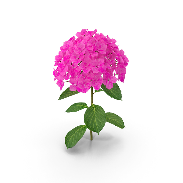 绣球花粉红色Annabelle PNG和PSD图像的分支