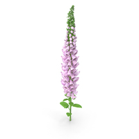 Digitalis Purpurea Plant PNG & PSD Images