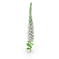 White Foxglove PNG & PSD Images