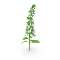 White Foxglove Stem PNG & PSD Images