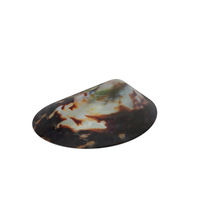 Seashell PNG & PSD Images