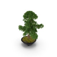 Bonsai Tree in Plastic Pot PNG & PSD Images