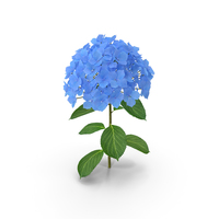 Branch of Hydrangea Macrophylla Nikko Blue PNG & PSD Images
