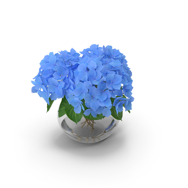 Hydrangea Macrophylla Nikko Blue in Glass Bowl PNG & PSD Images